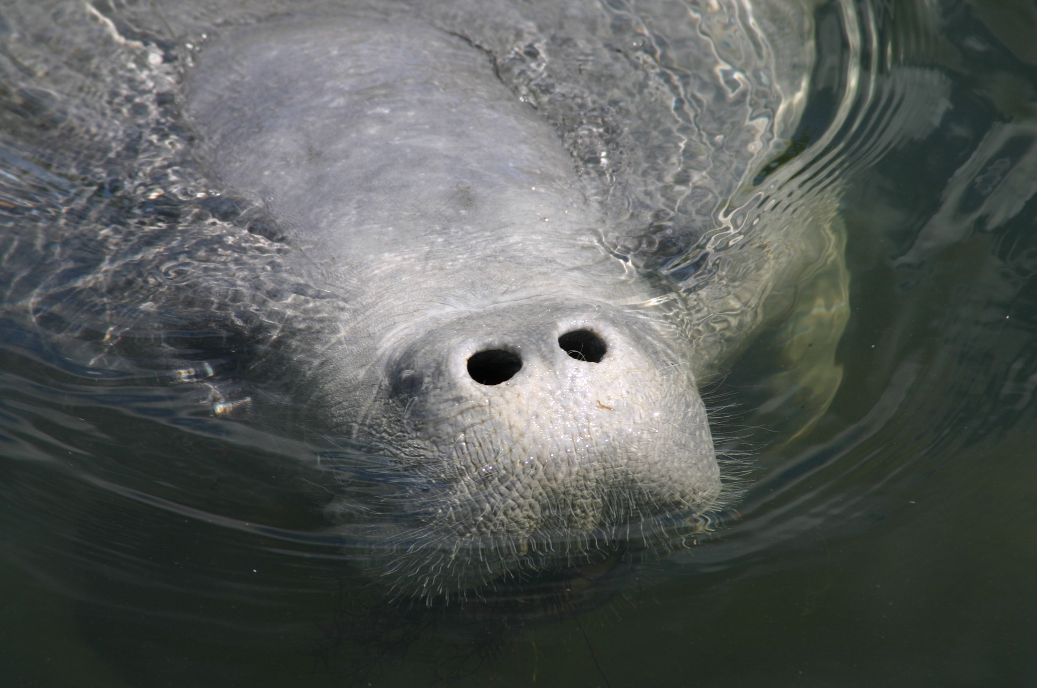 MANATEE_FWC