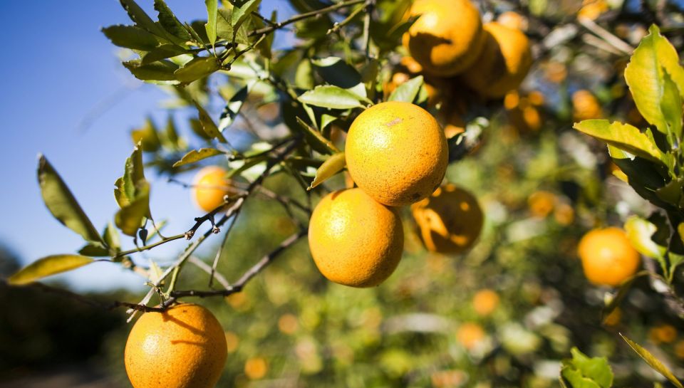 Orange tree Florida