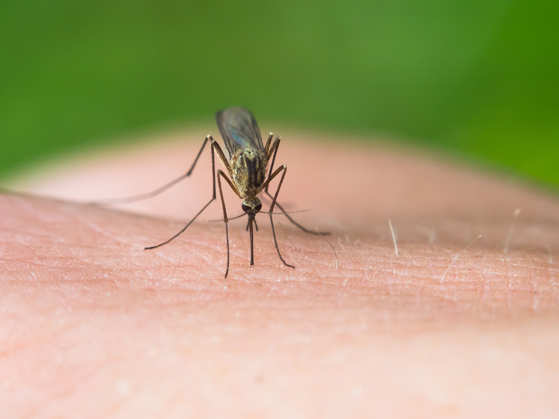 Dangers-of-the-Mosquito-Borne-Zika-Virus.jpg