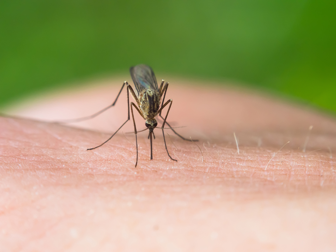 mosquito on skin