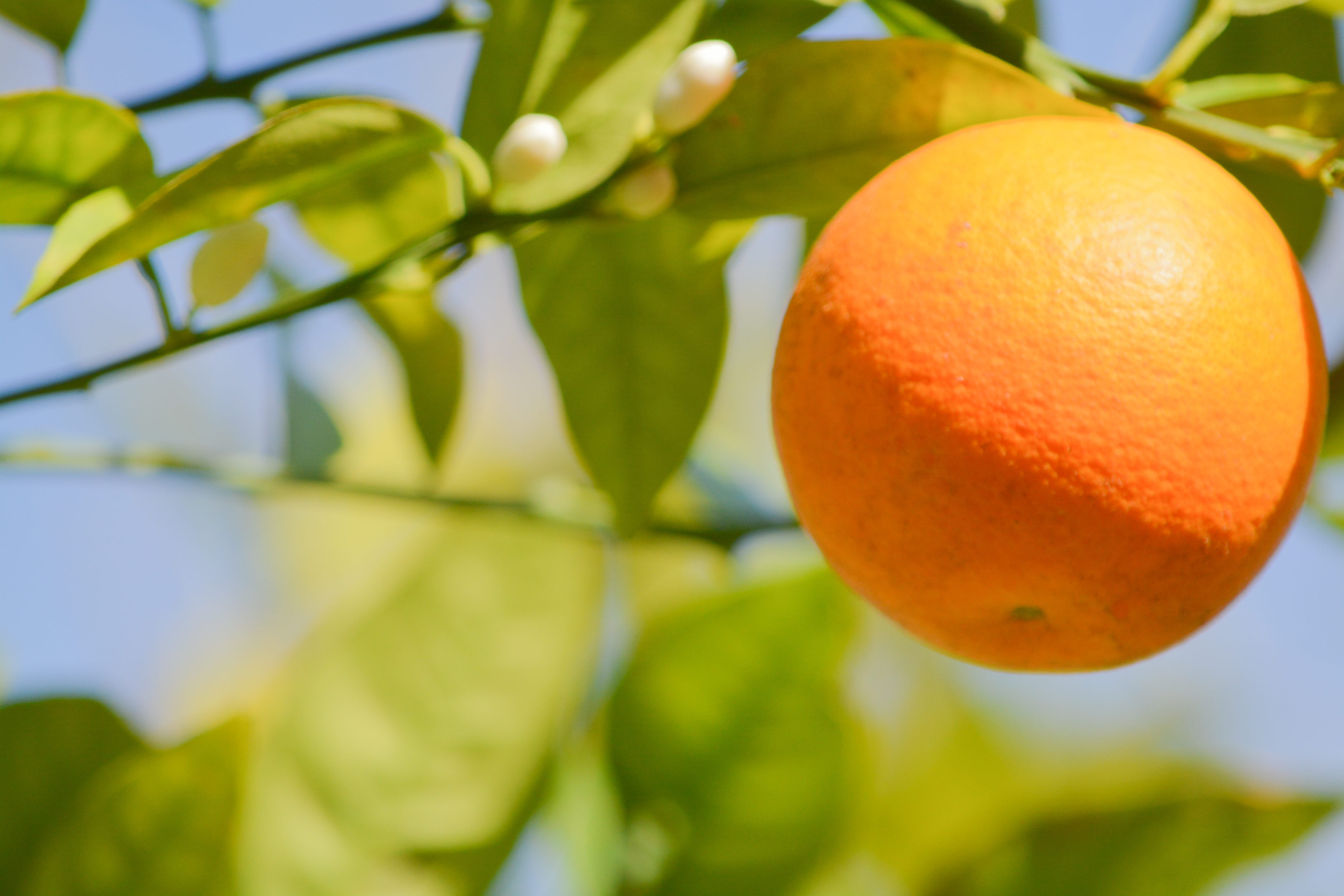 Orange ready to pick