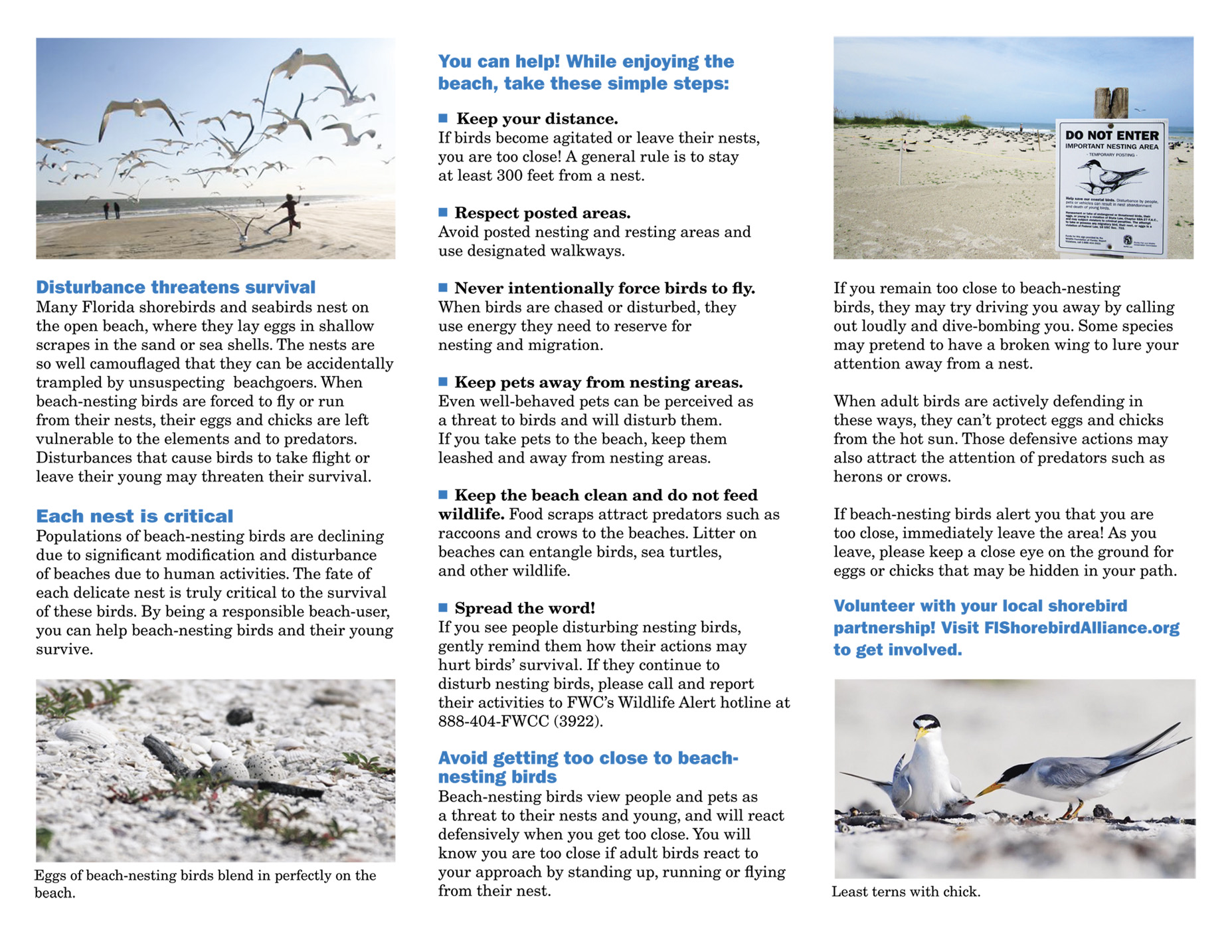 share-the-beach-tri-fold-brochure-side-2_6877794968_o