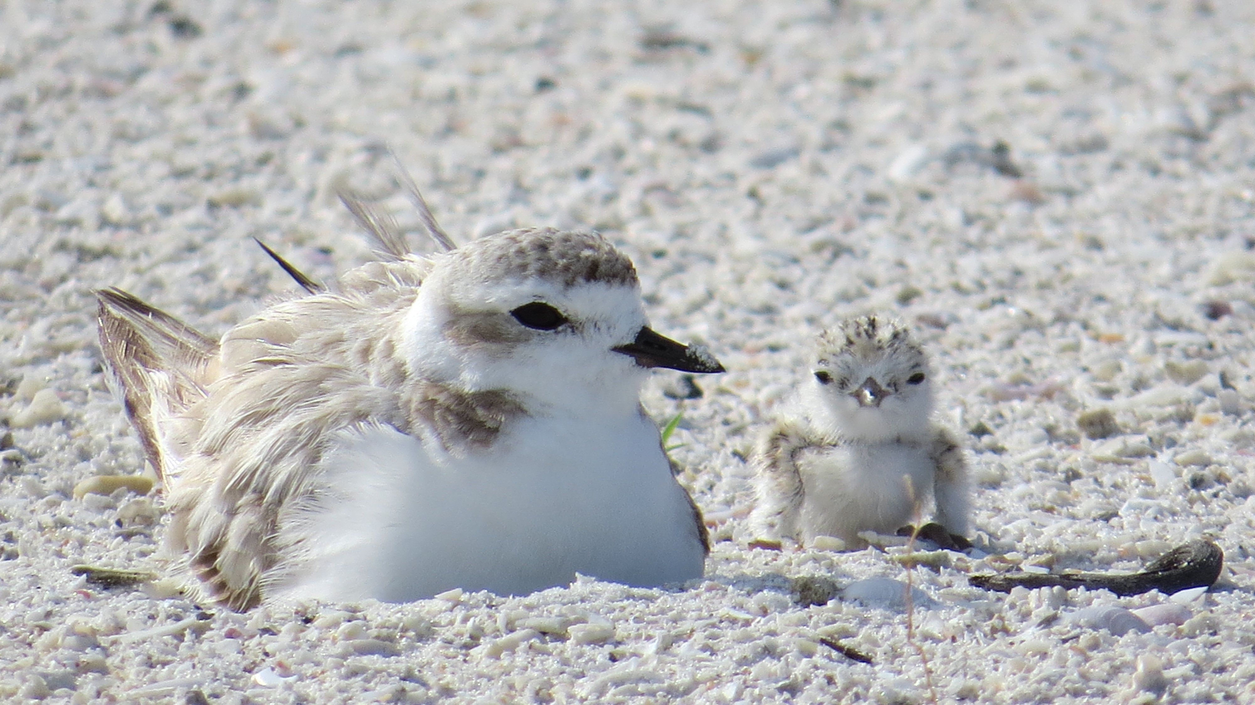 snowy-plover-mother--chick_13386955415_o