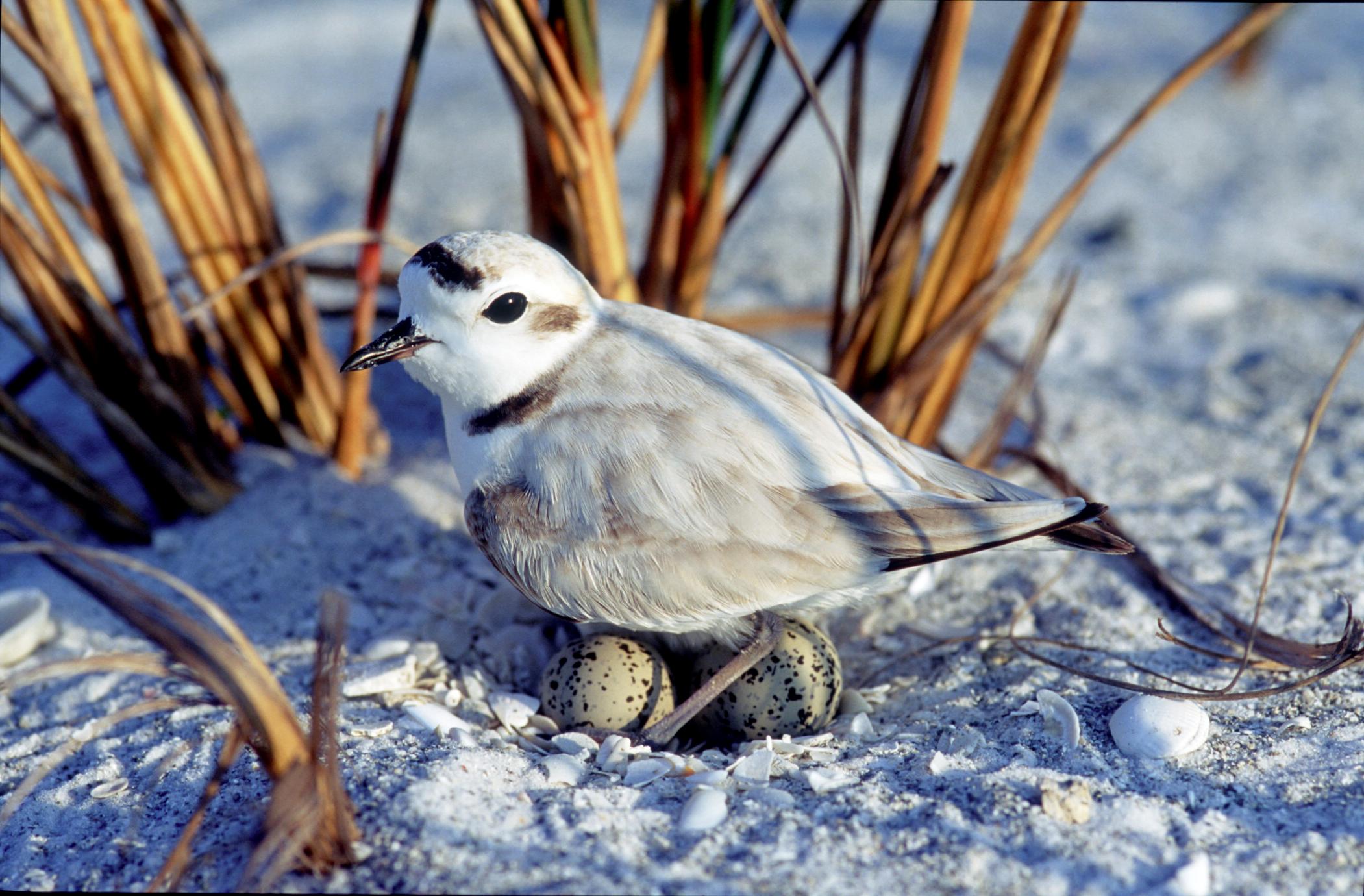 snowy-plover-on-nest_7003723411_o