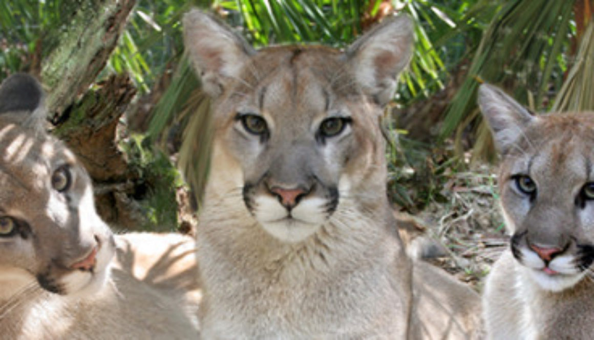 Florida Panthers