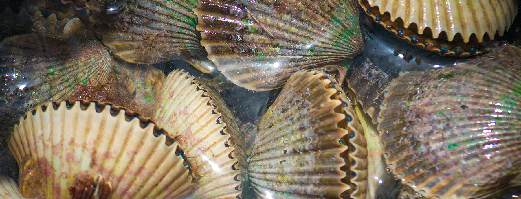 Hero_Scalloping