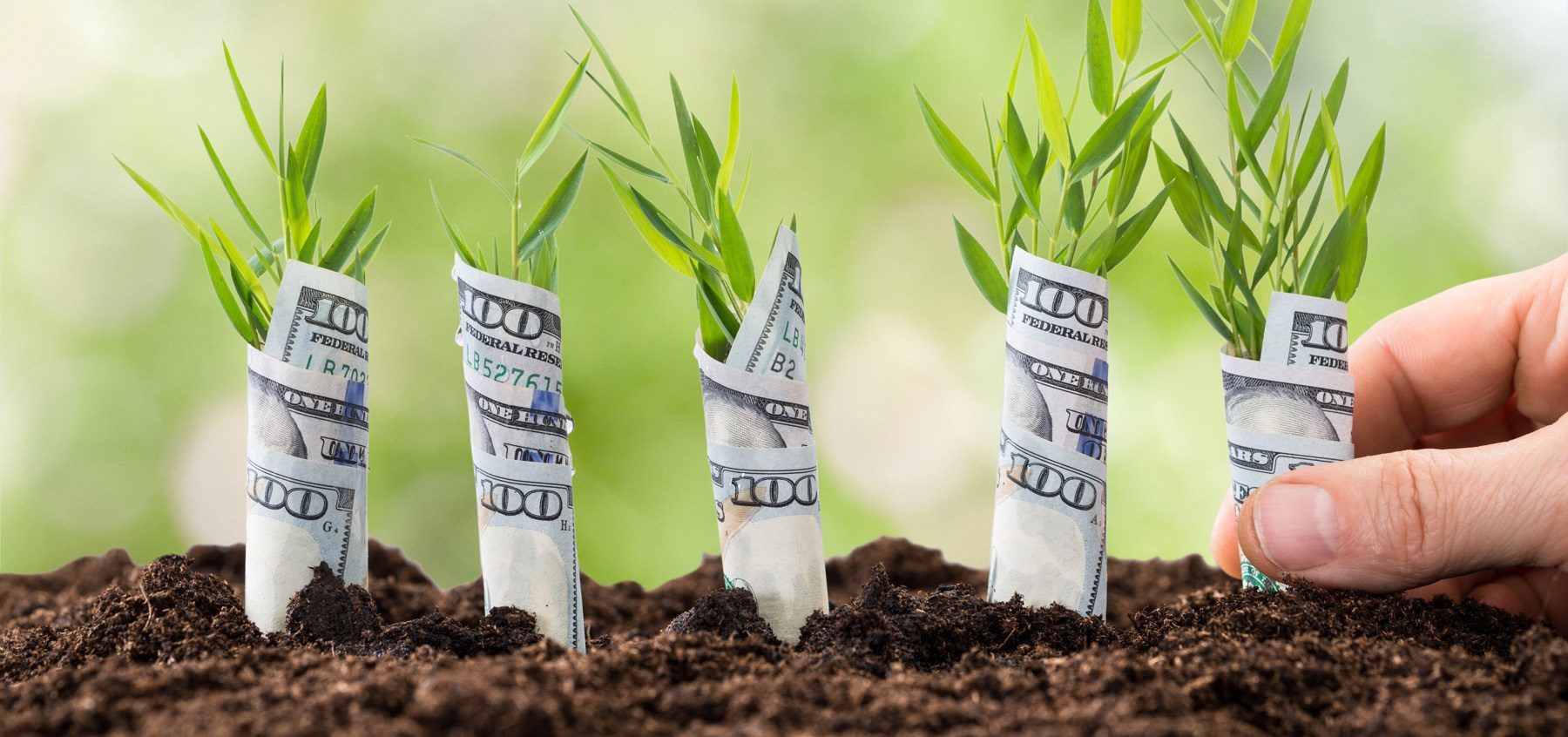 Person Planting Money Plants