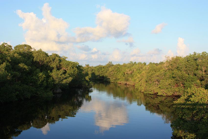 rookery bay