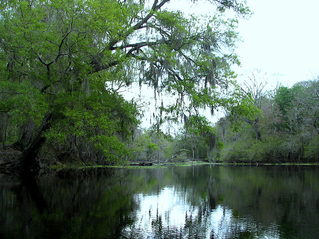 640px-Santa_Fe_River,_near_river_rise,_in_Oleno_State_Park,_Florida