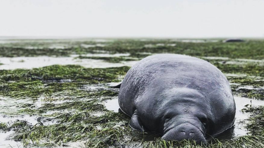 irma-manatees.jpg