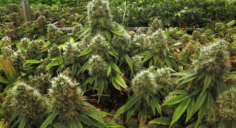 marijuana-farmer-e1511235082121.jpg