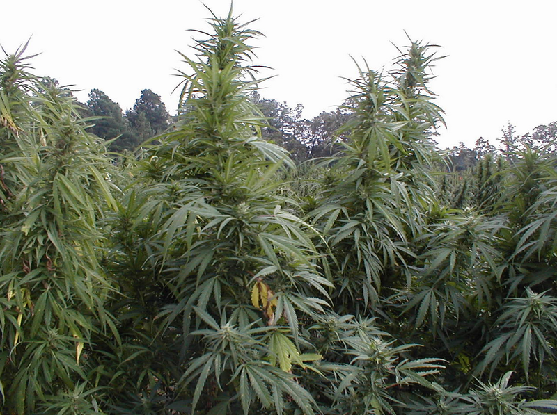 marijuana-plants.png