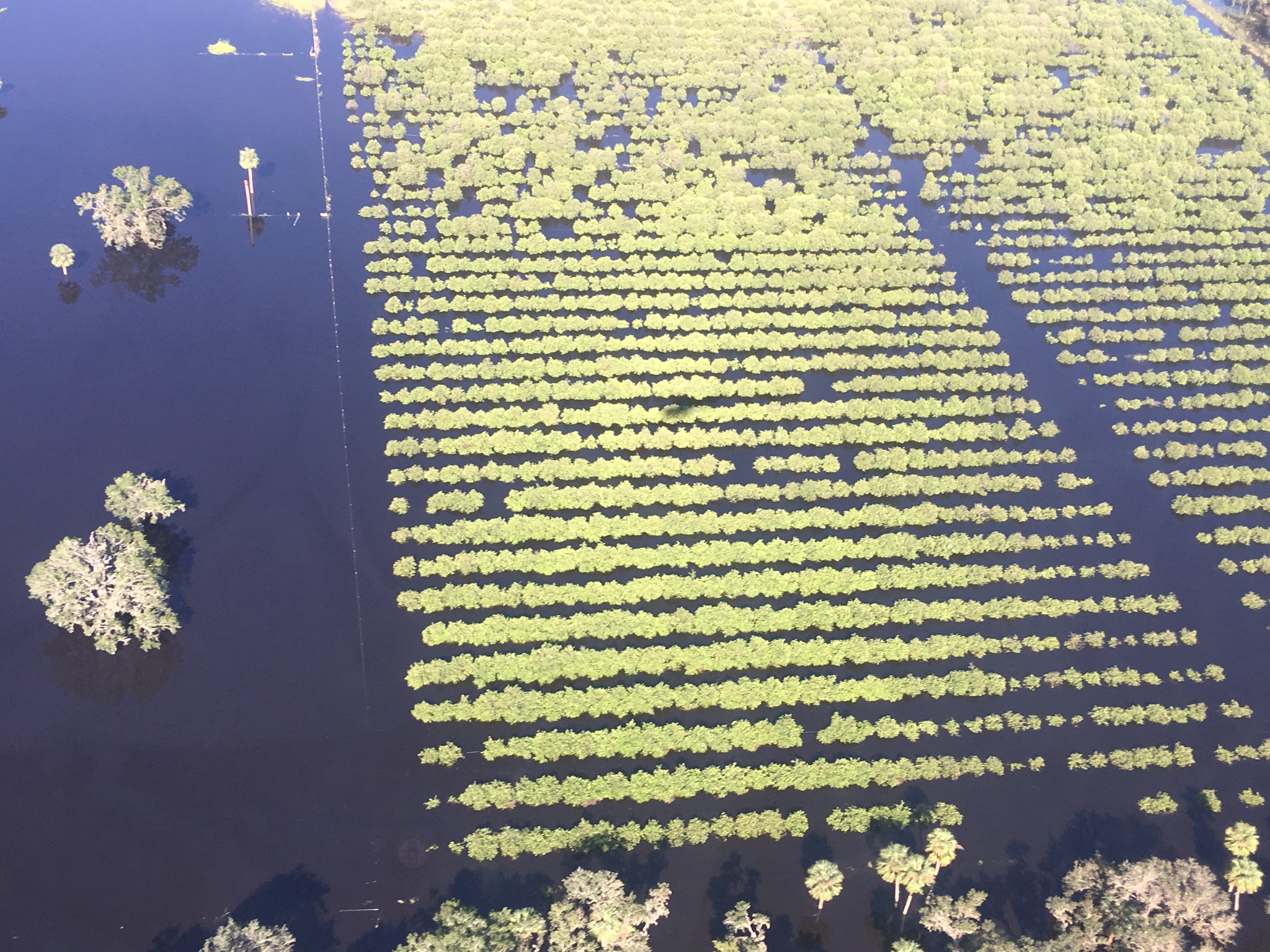 Flooded Citrus Grove