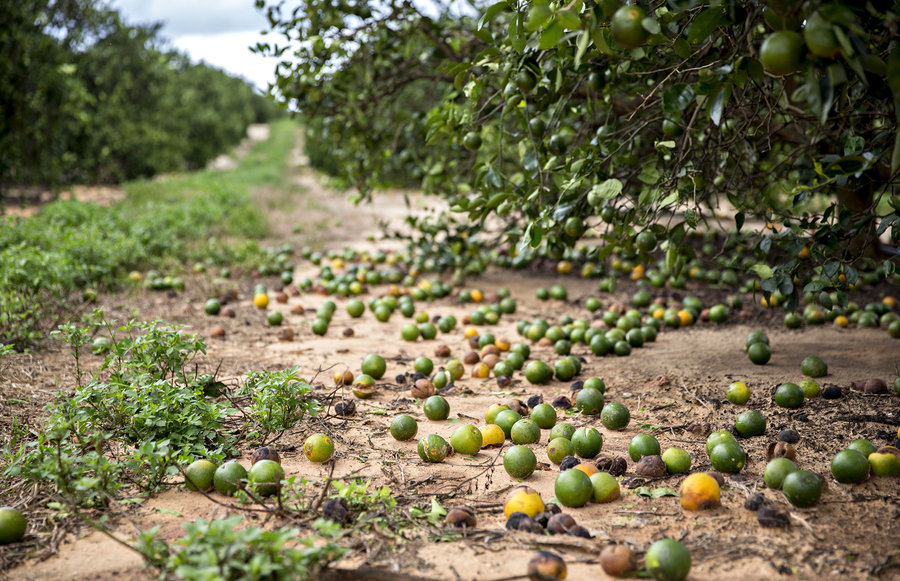 citrus damage irma