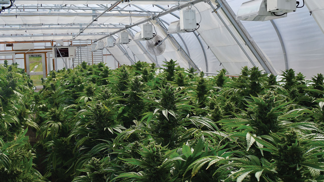 rimol-article-cannabis