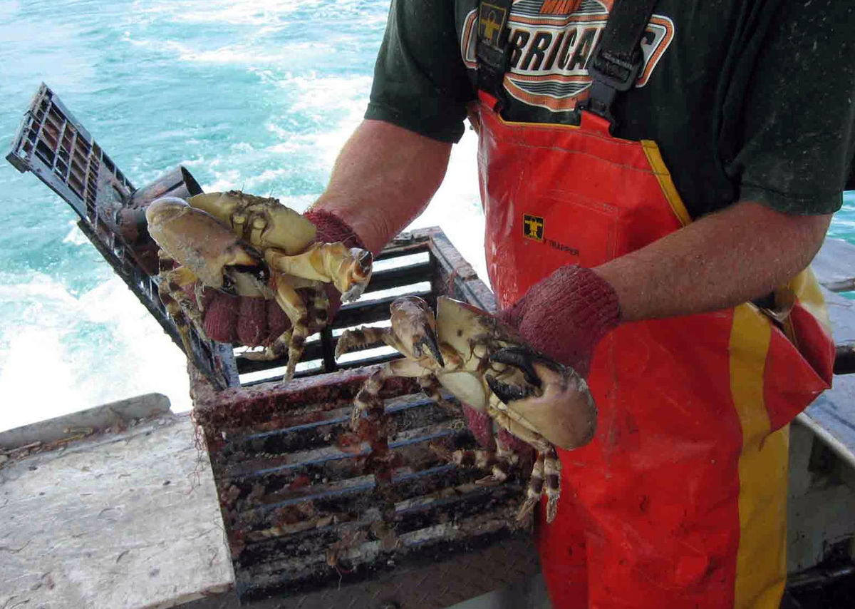 stone crab season