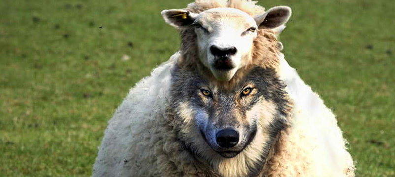 wolf-sheep