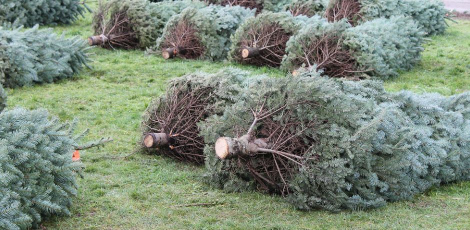 Christmas-Tree-SHortage-940x460