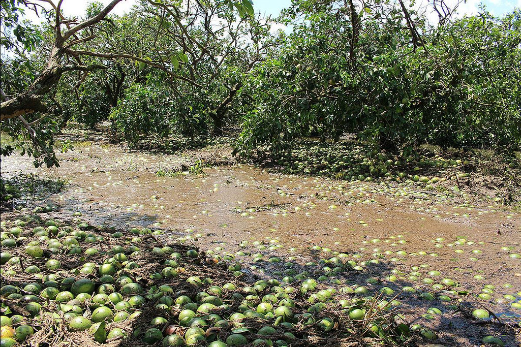 De-Soto-Co-Citrus-after-Hurricane-Irma-FL-Farm-Bureau