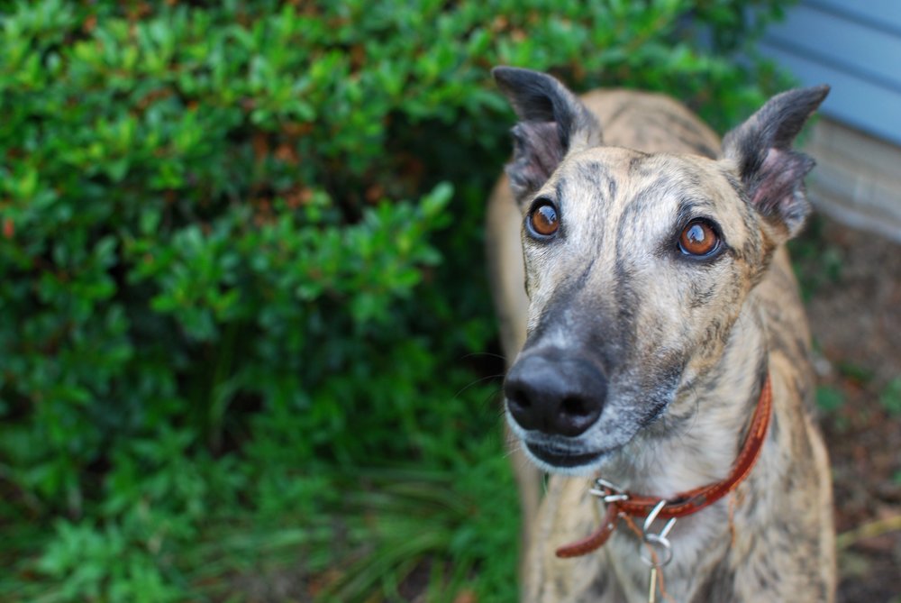 how many greyhounds die in florida