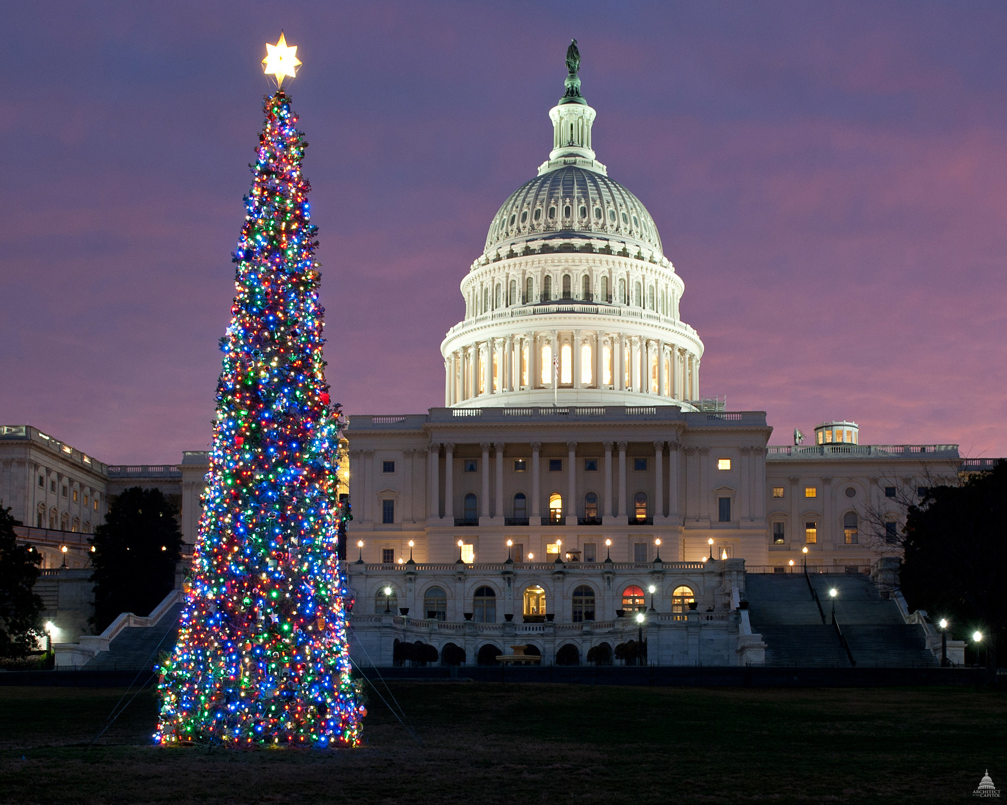 2011_capitol-christmas-tree.jpg