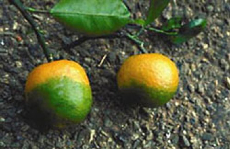 newsEngin.18367602_MFINAL-CITRUS-GREENING-ORAN