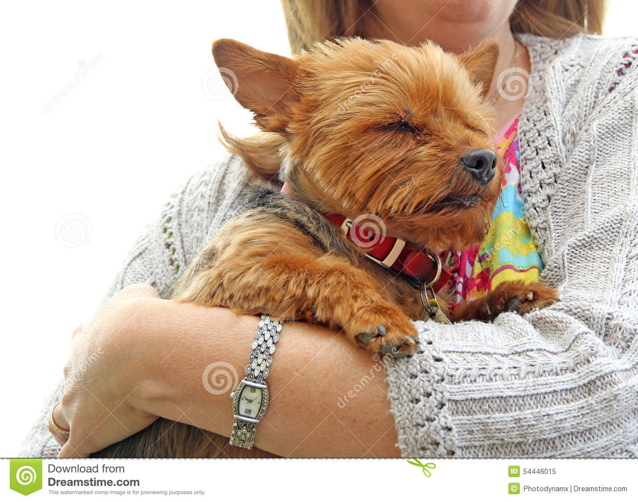 puppy-protection-photo-yorkshire-terrier-feeling-safe-protected-arms-owner-photo-taken-nd-may-54446015