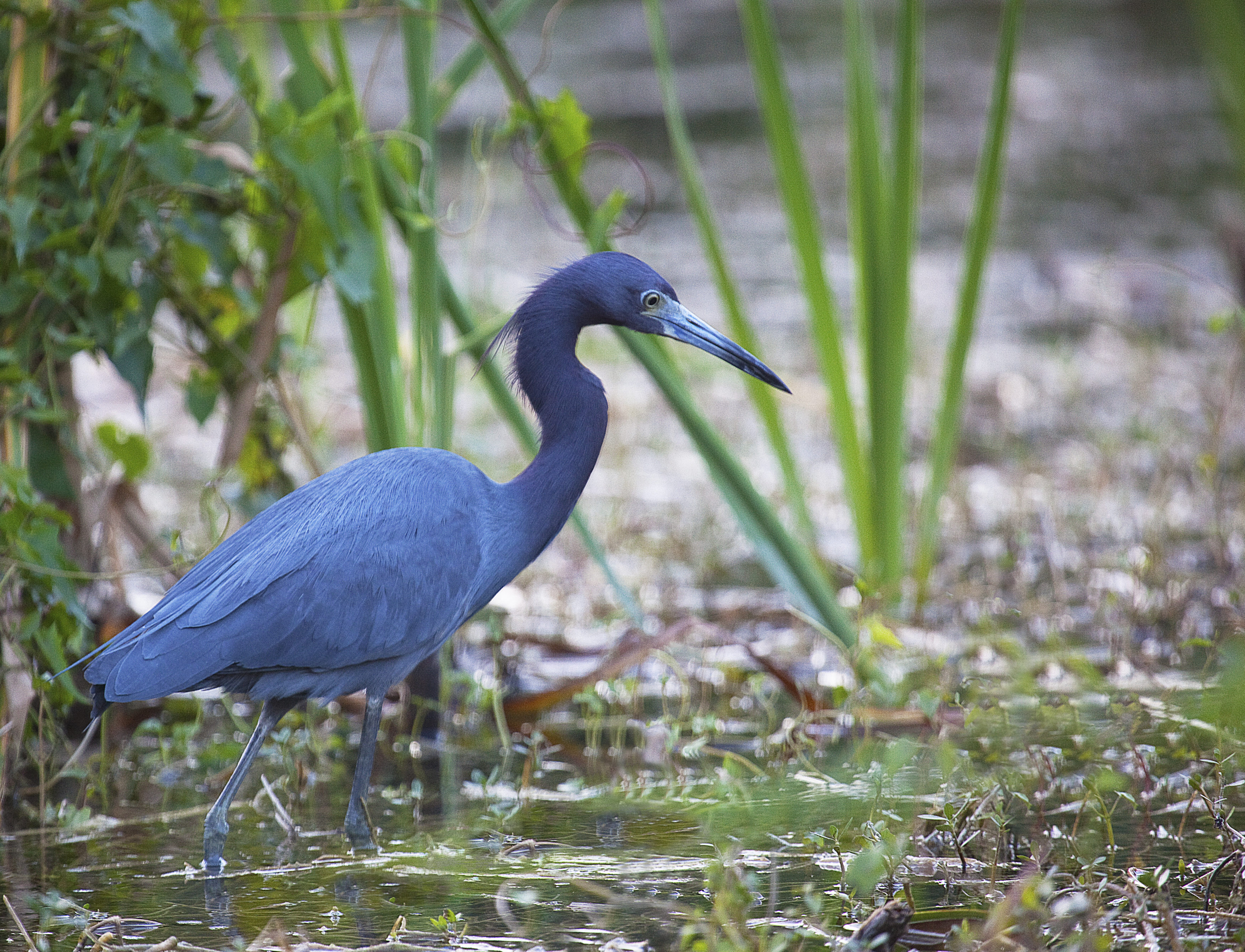 Everglades_Little_Blue_Heron