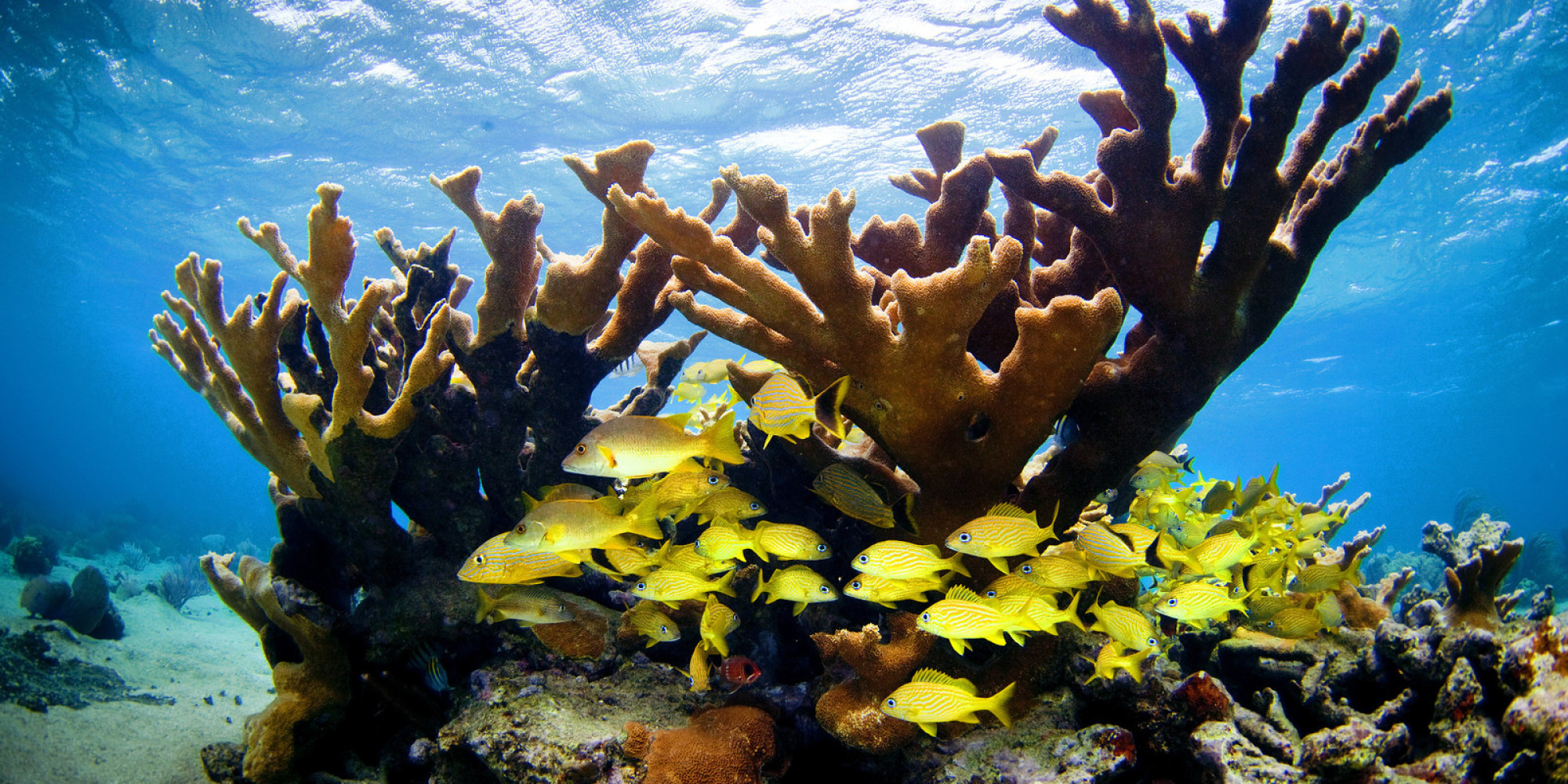 Jardines de la Reina, Cuba: Example of Elkhorn (Acropora palmata) coral.  This National Park, translated into the Garden of the Queen, is just off the Southeast side of Cuba.