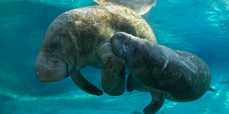 florida-manatee_jan-reyneirs