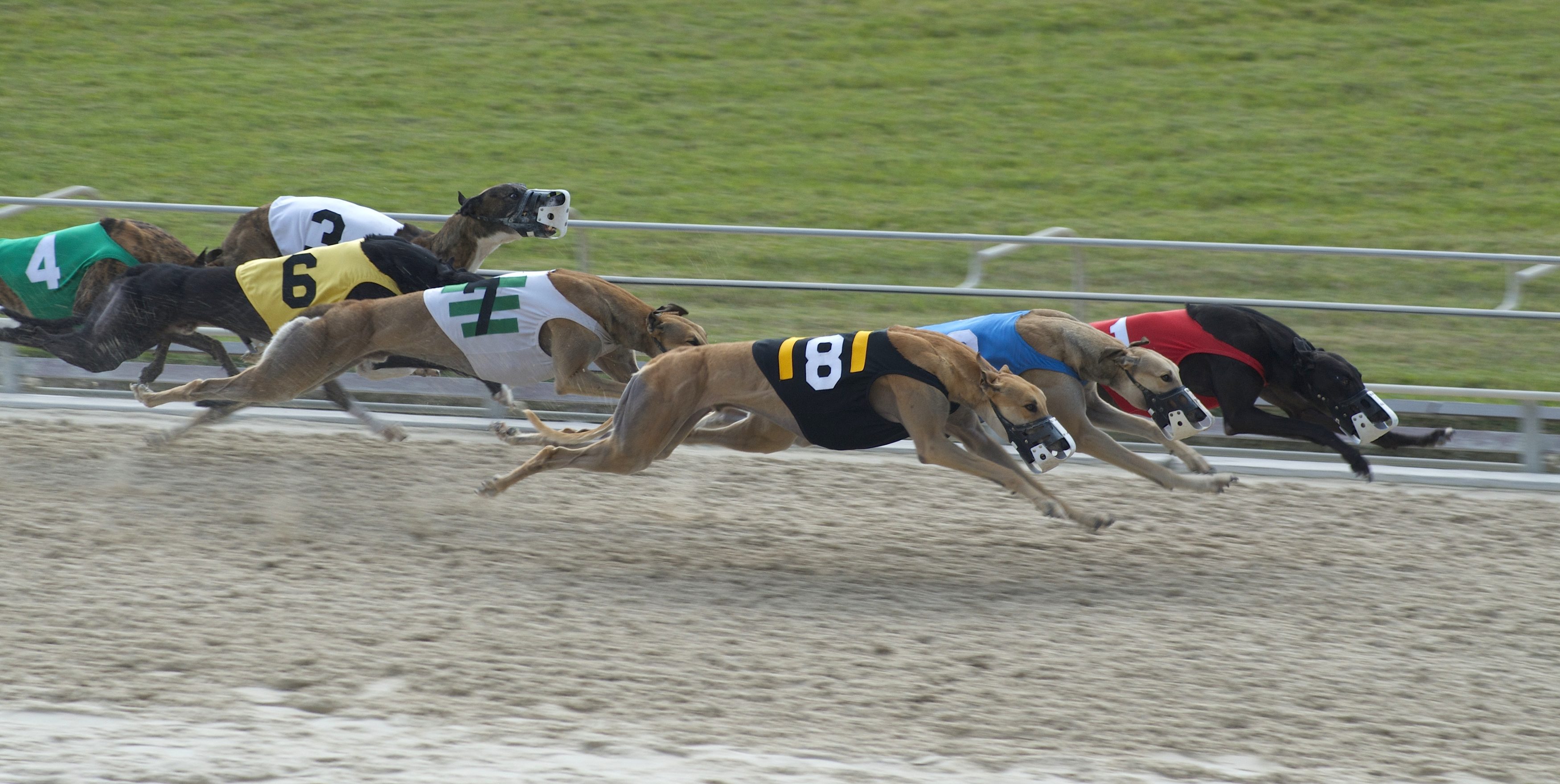 Greyhound racing