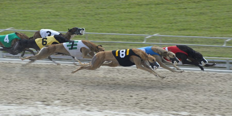 how long is a greyhound race