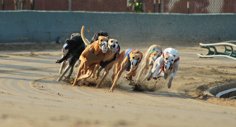 greyhound dog racing near me