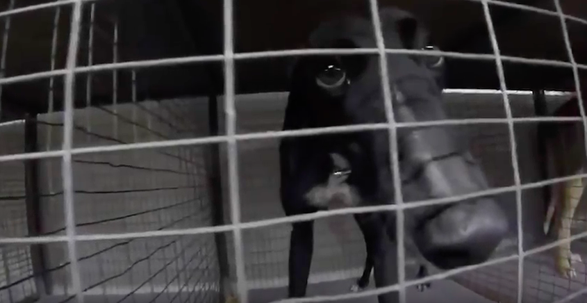 Greyhound in cage