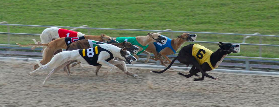 Greyhounds racing