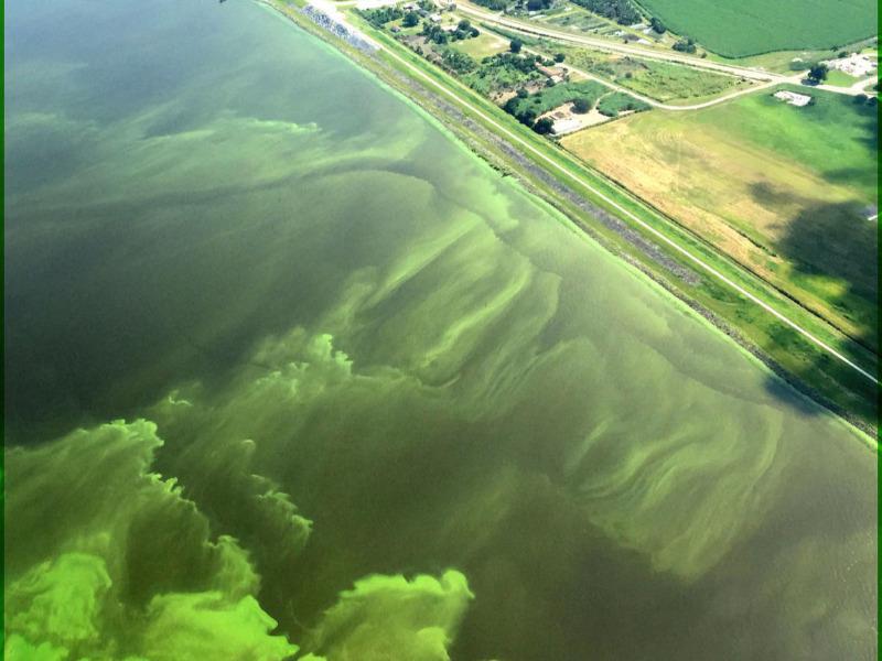 algae blooms