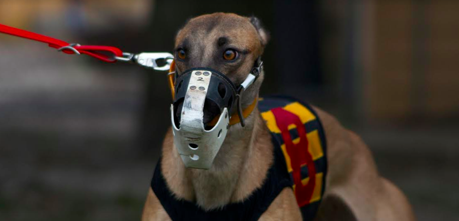 Lone greyhound ready to race-Van Abernethy