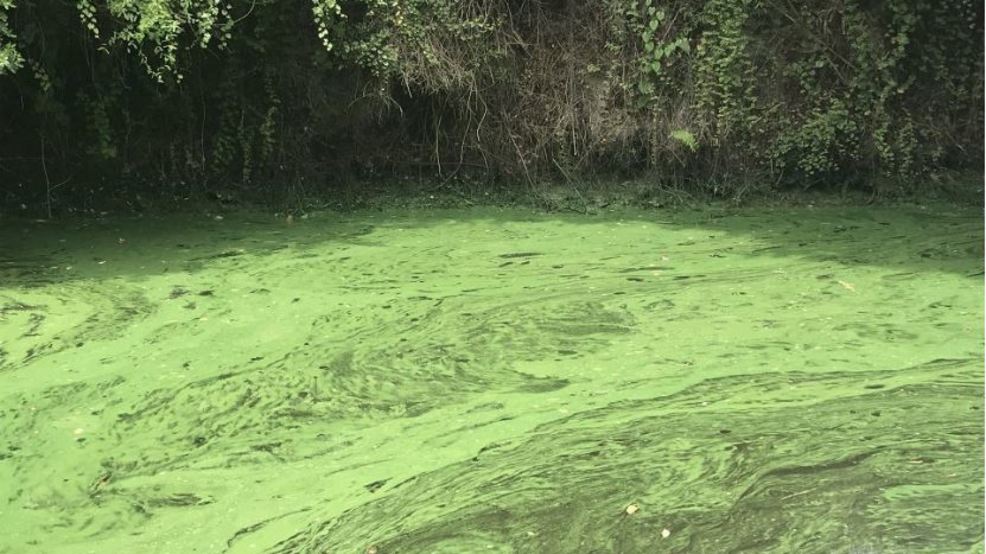 algae-blooms.jpg