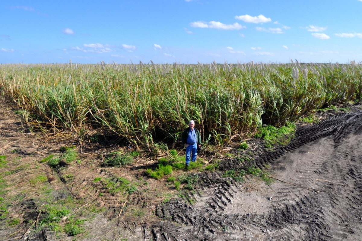 sugar farmers