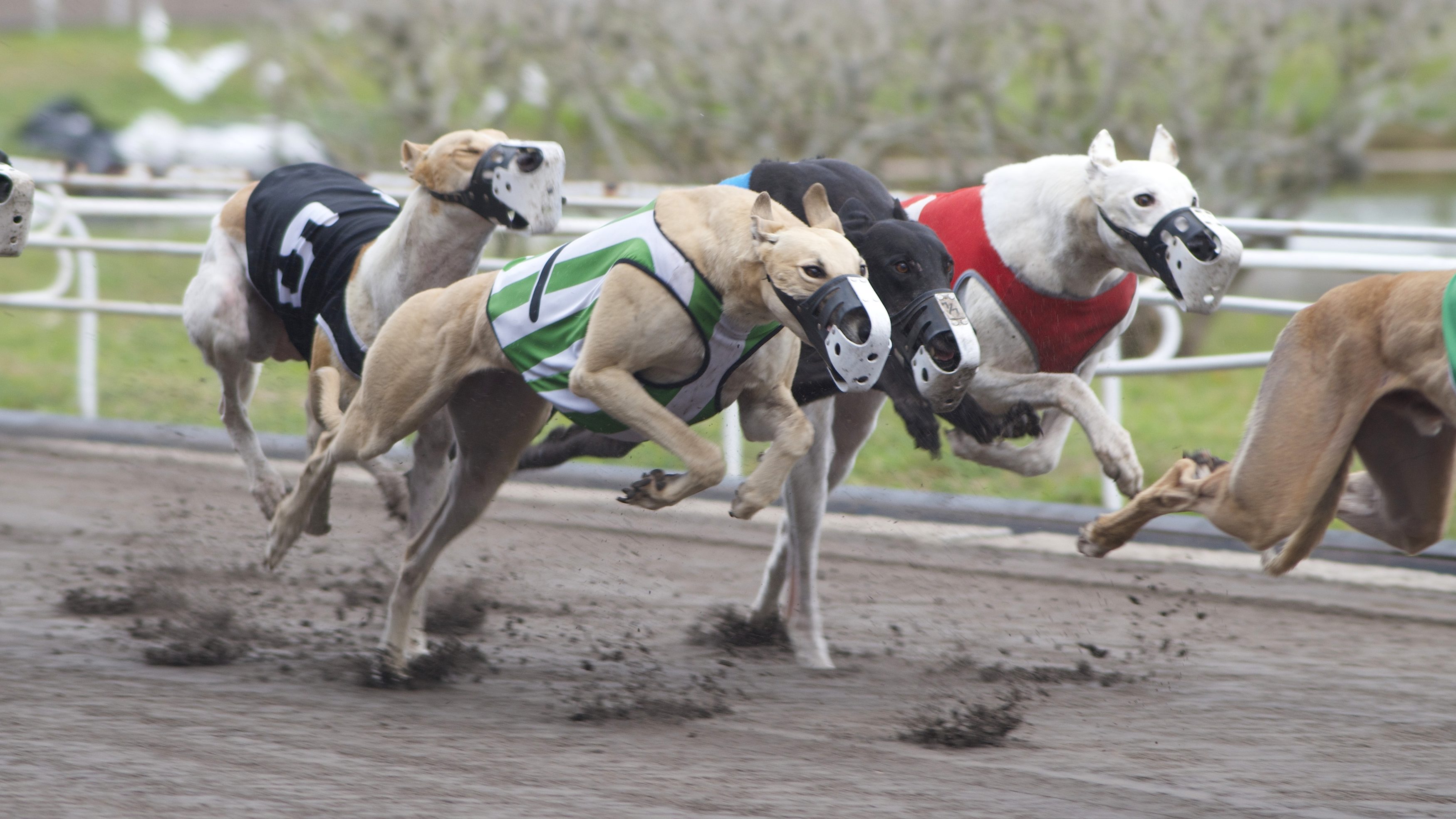 'No, dog. No!' State rejects request for greyhound kennel tours