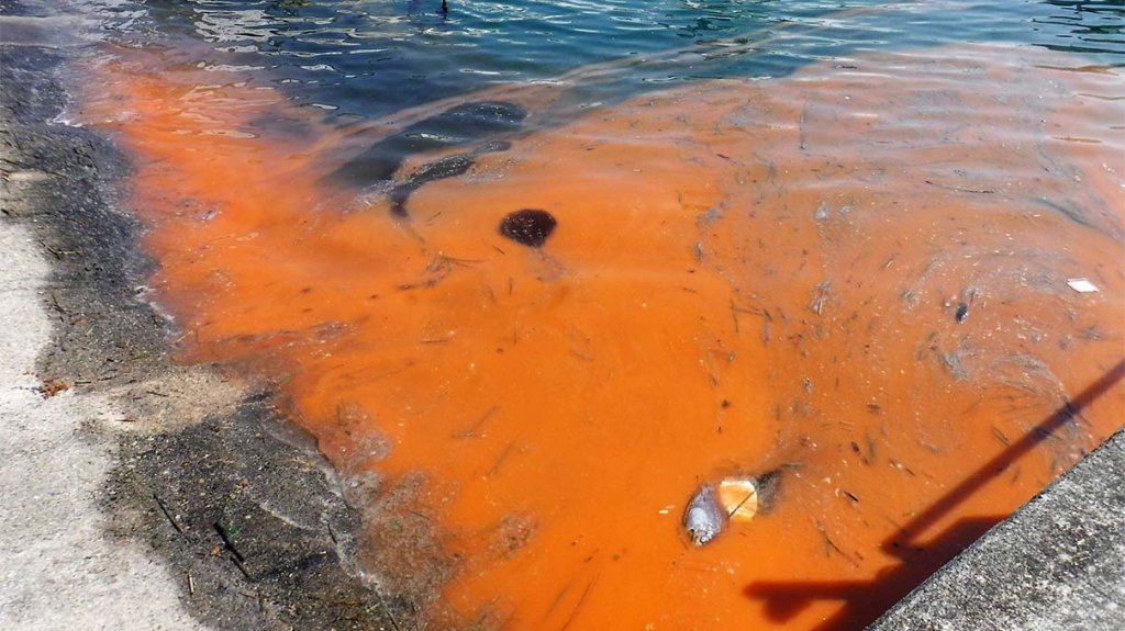 red tide florida