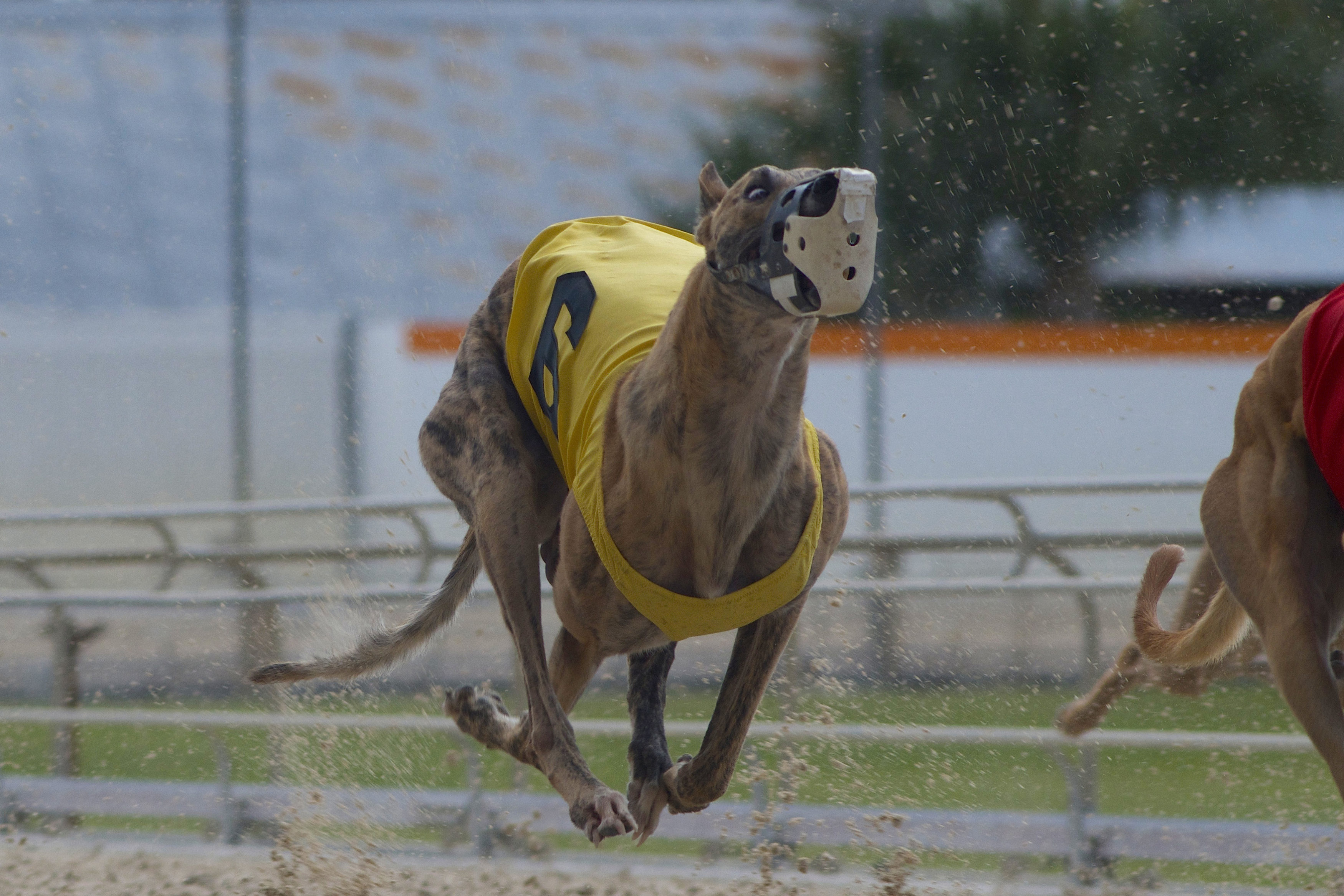 greyhound racer