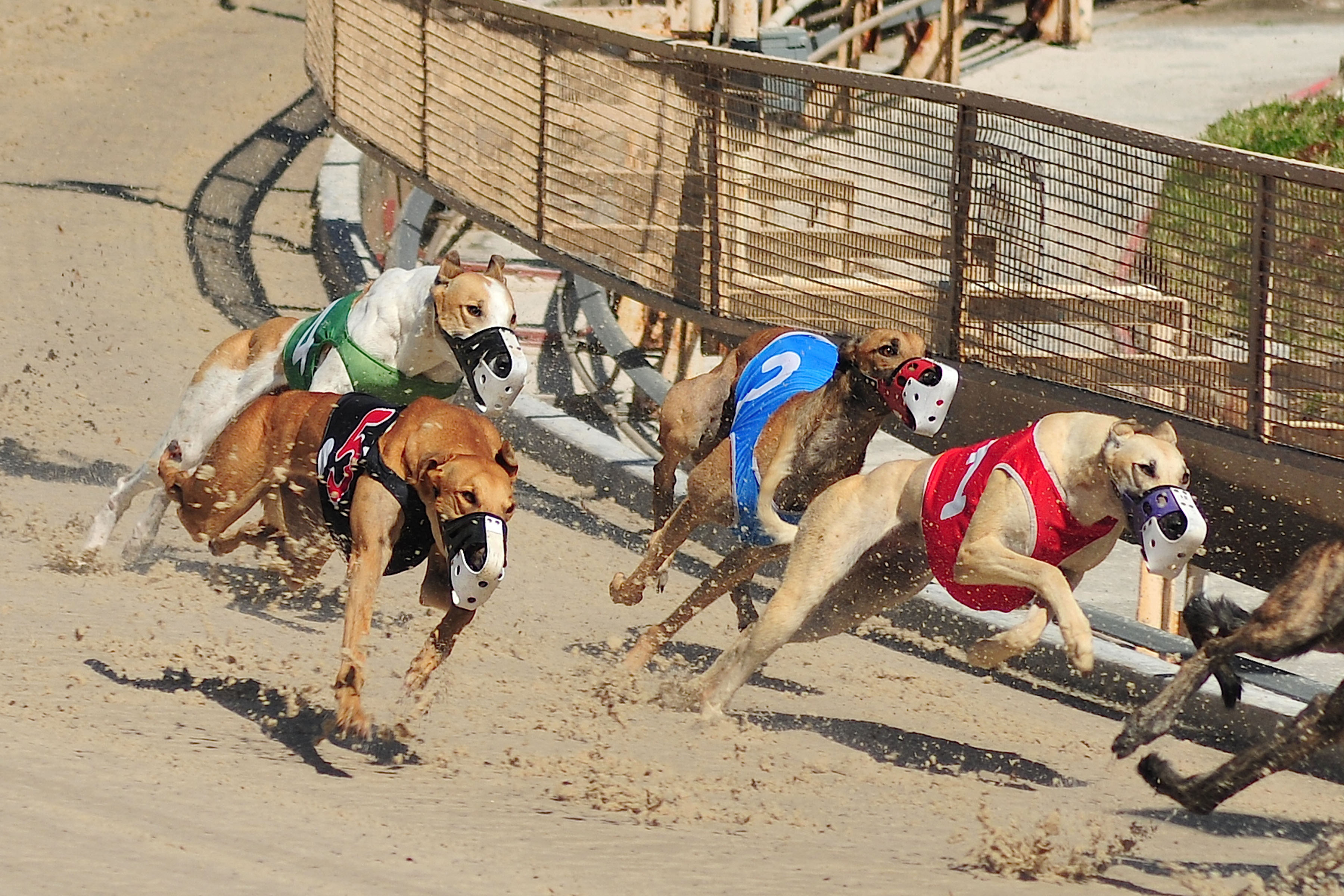 Judge S Ruling Eviscerates State S Greyhound Drug Testing System
