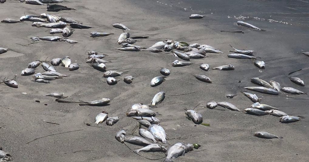 Red tide to blame as 'hundreds of thousands' of dead fish wash up on Pinellas beaches