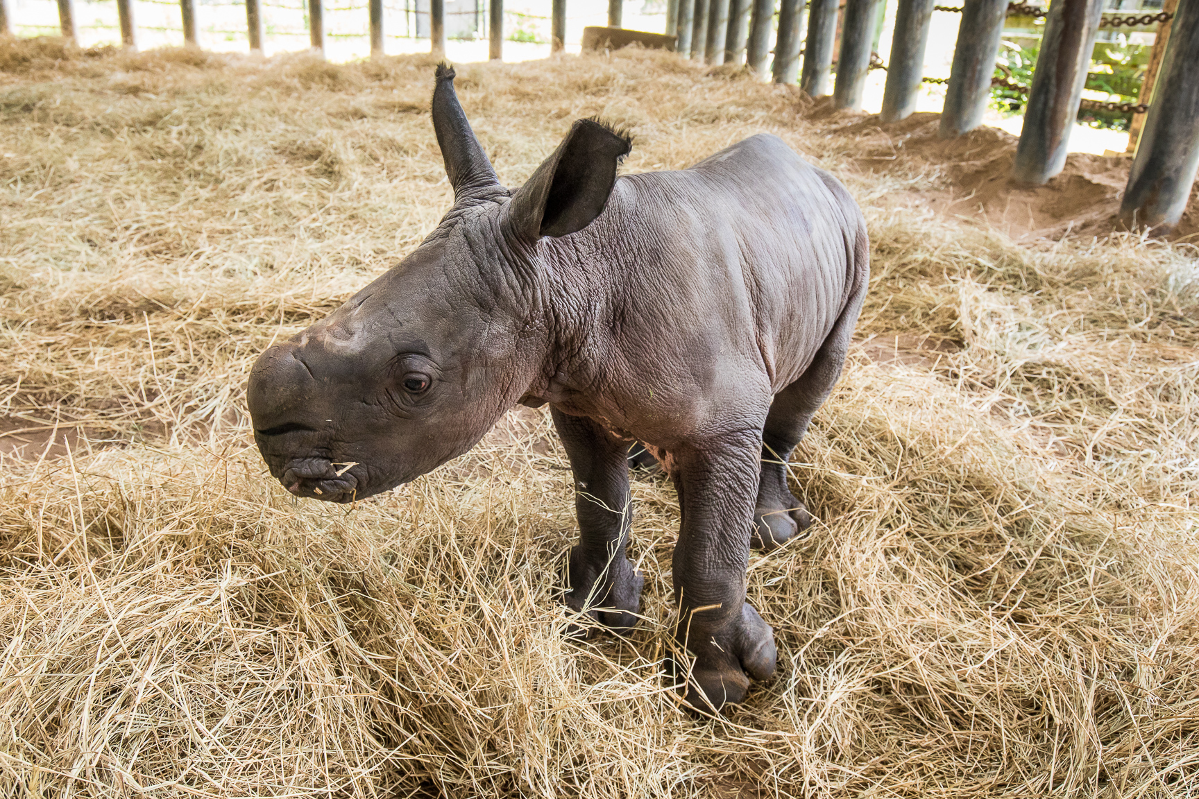 Rhino_Baby_Web_4.jpg