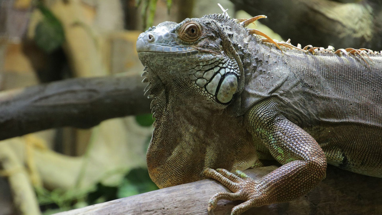 No More Pet Iguanas Bill Would Ban Possession And Sale Of Invasive Species