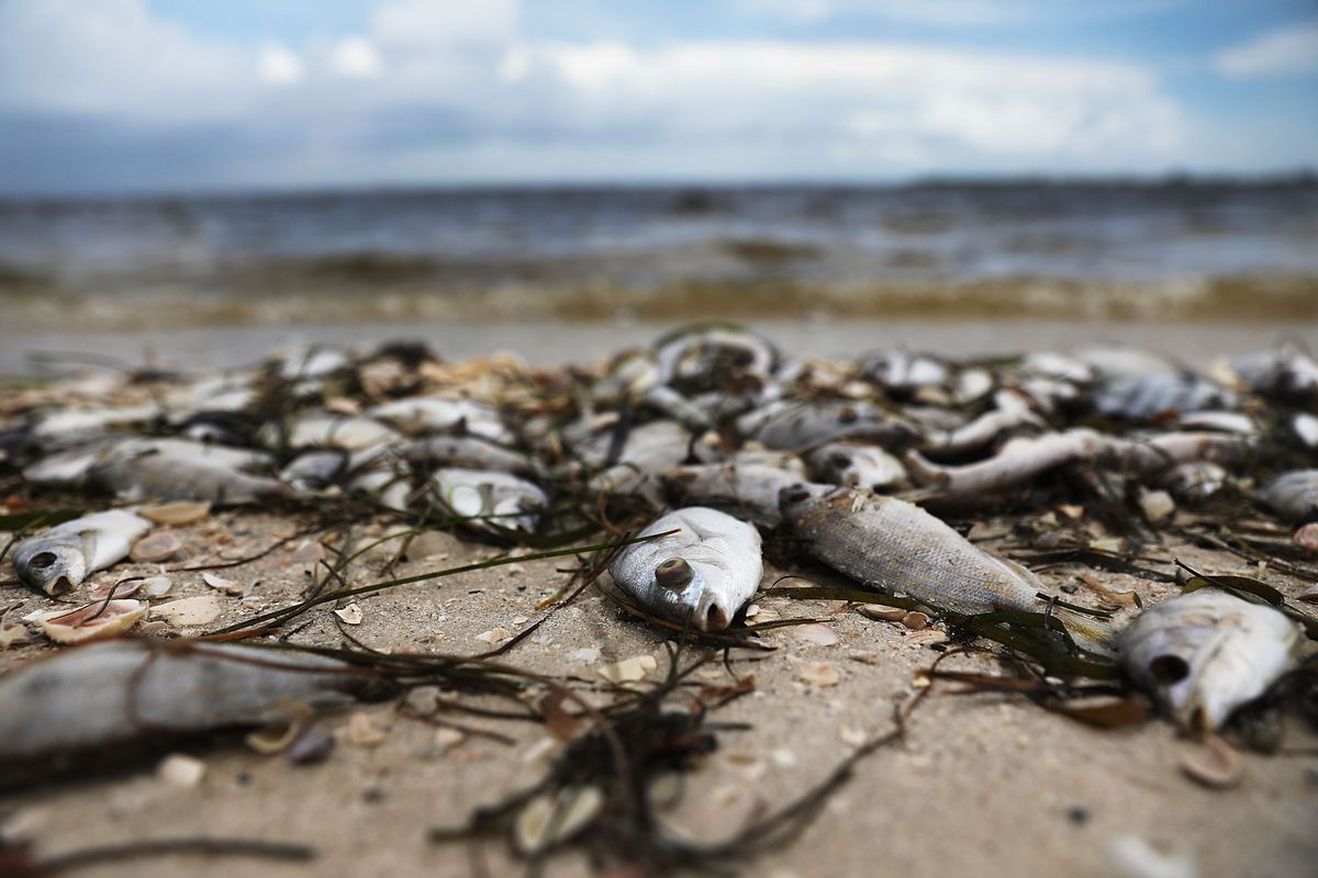 red tide Florida