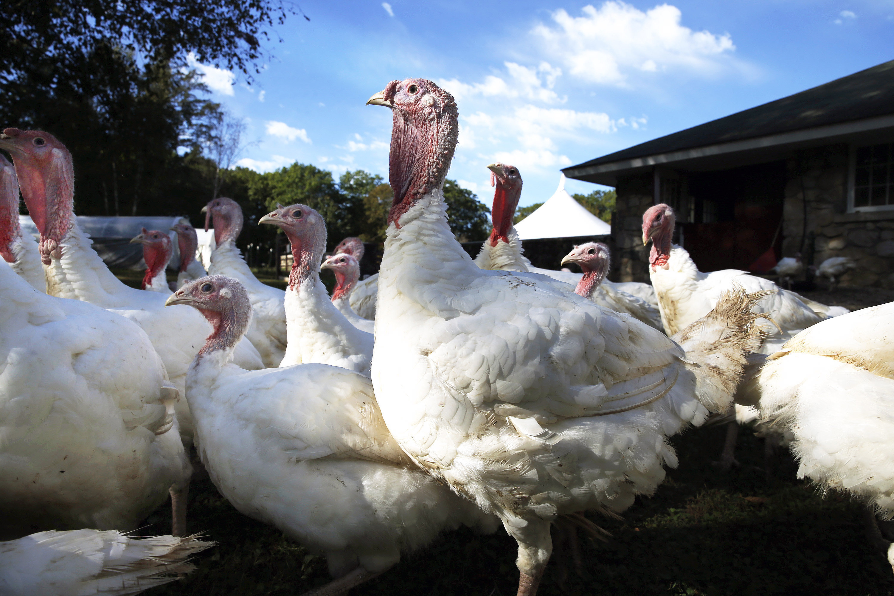 Costco fresh turkey for thanksgiving