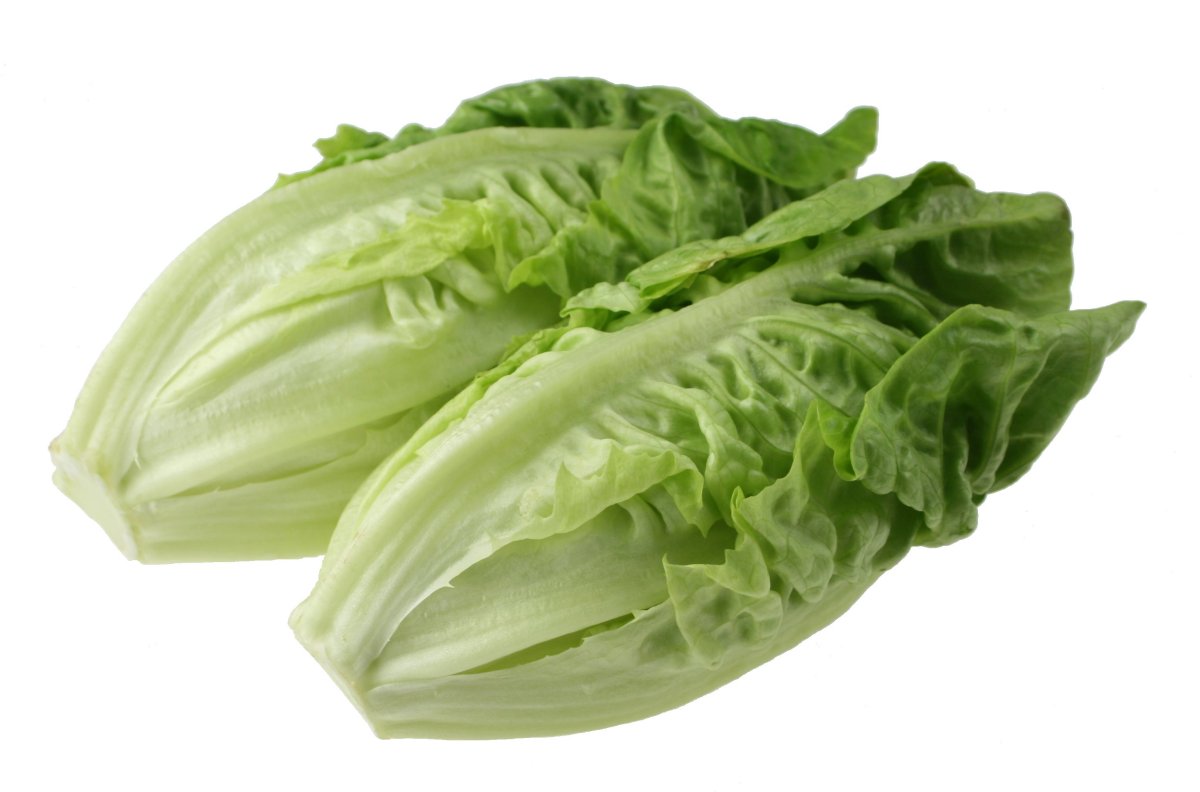 lettuce02-lg.jpg
