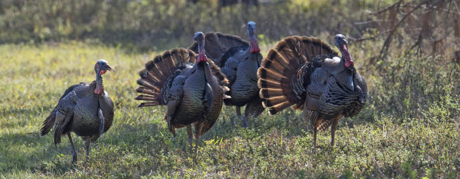 Wild turkey: A different twist on a Thanksgiving favorite